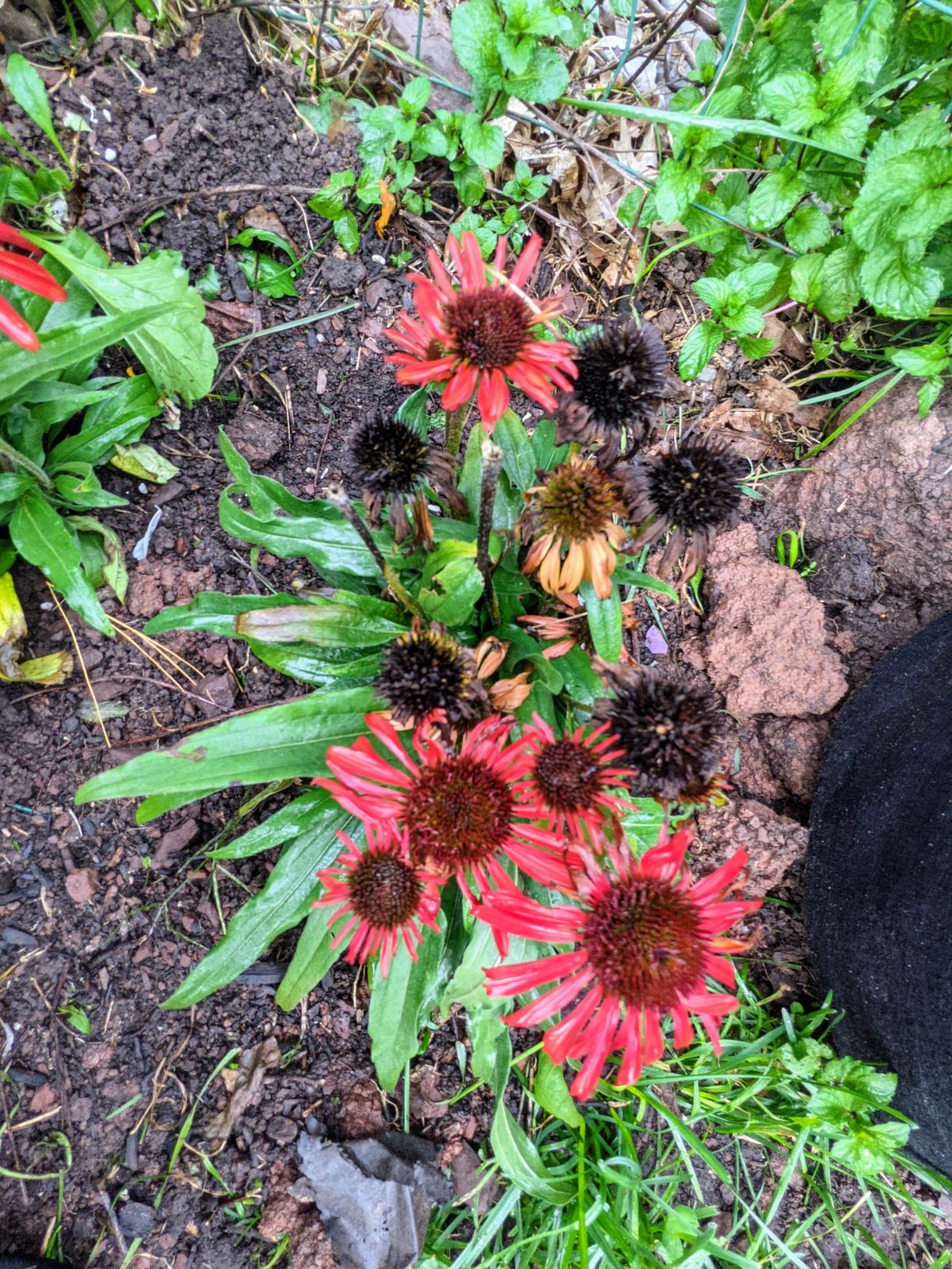 Red echinacea badly in need of deadheading