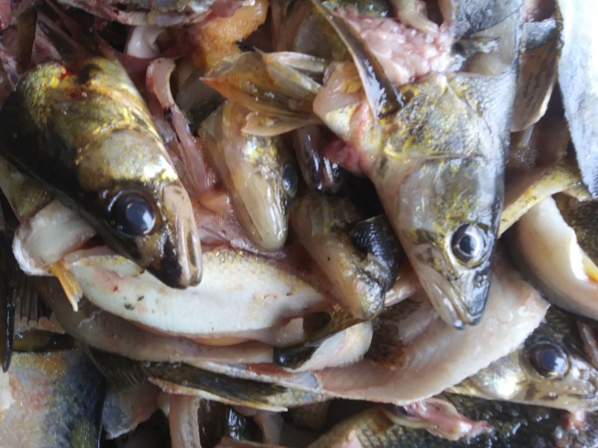Fish heads going into the compost heap; Photo courtesy of Paul Lueders