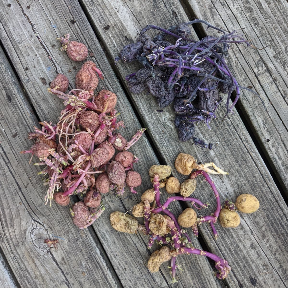Red, white, and purple potatoes all sprouted and piled up on a wooden deck outside