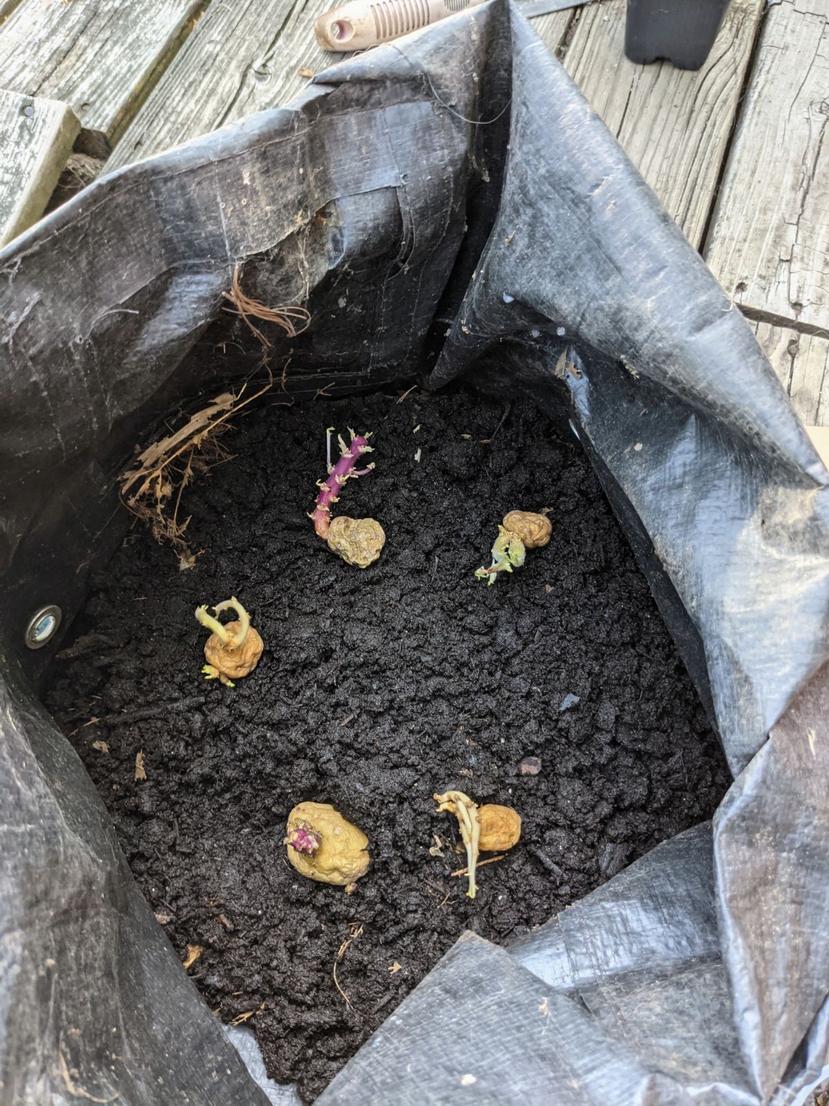 Sprouted potatoes planted deep within garden grow bags at the bottom