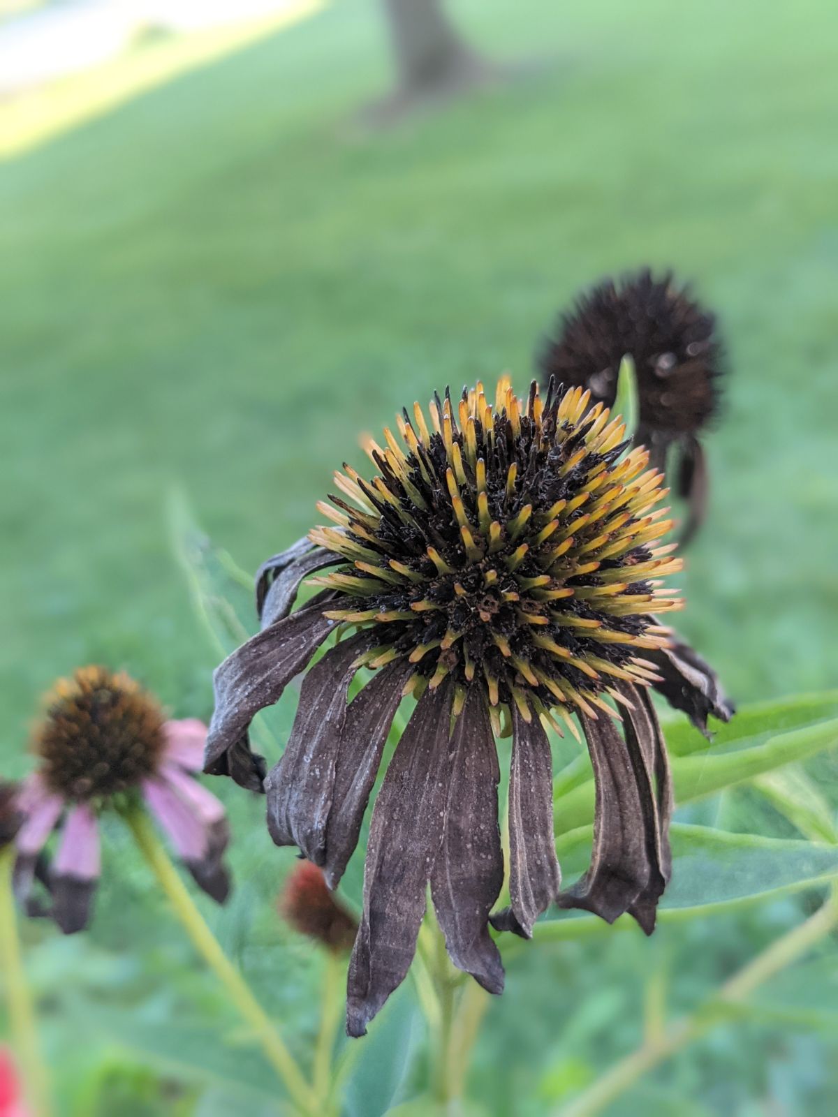 Coneflower deadhead needs to be removed from echinacea plant