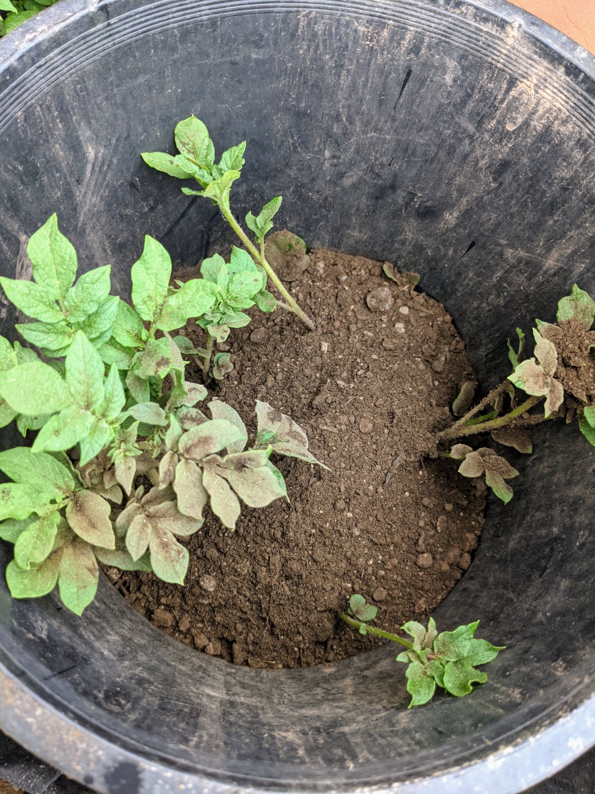 Potato plants growing in plastic bucket