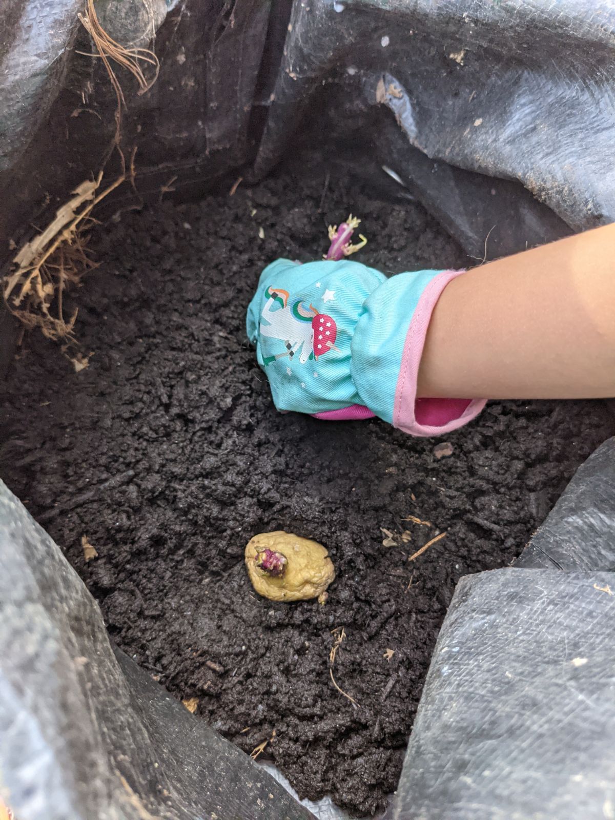 Kid planting sprouted potatoes in a container with gardening gloves on