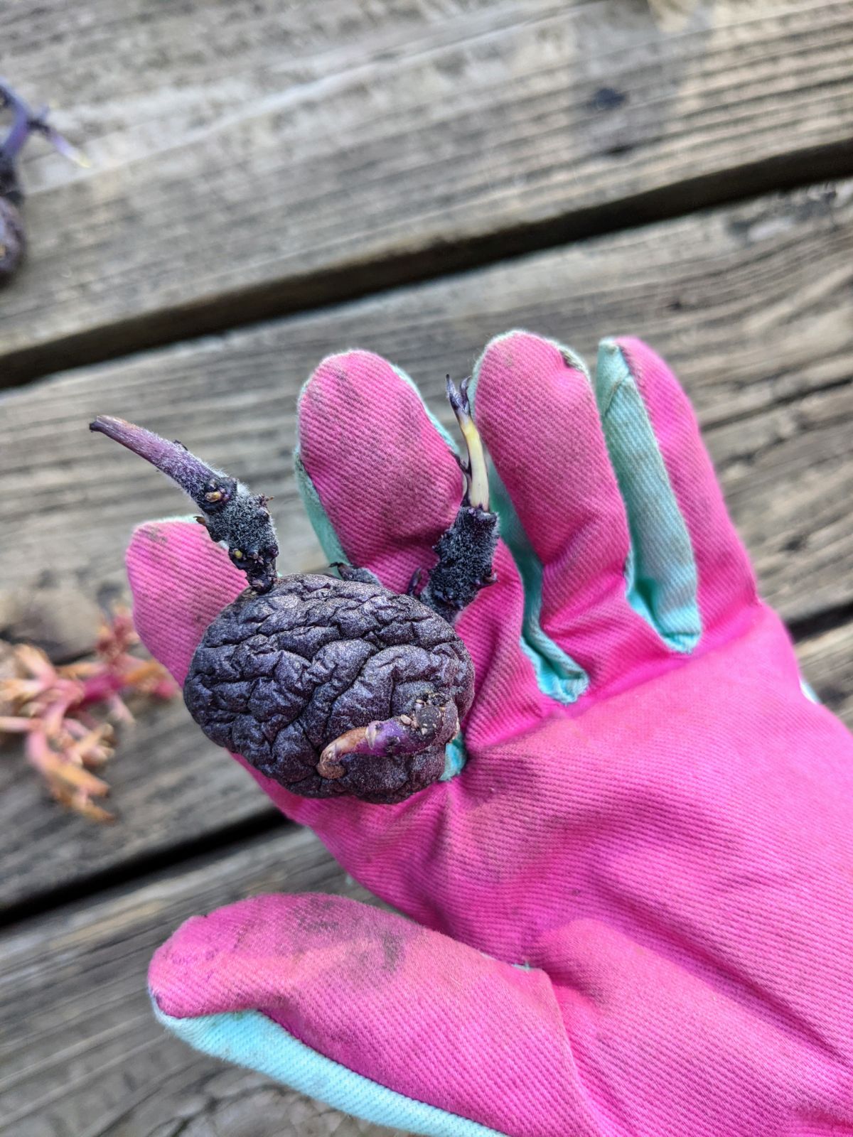 Young daughter's hand in a garden glove holding a sprouted purple potato before planting