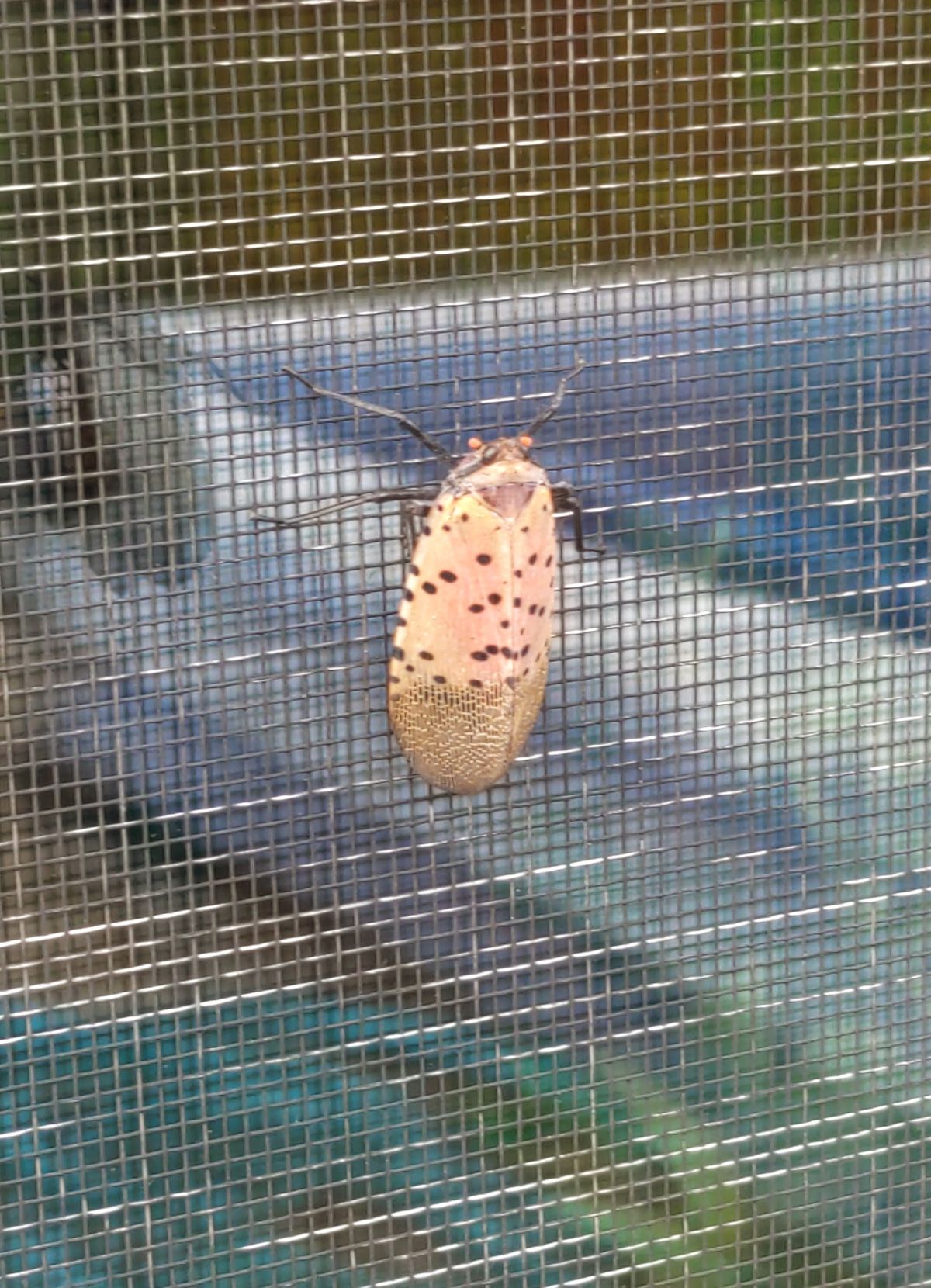 Lanternfly with wings closed on a screen door