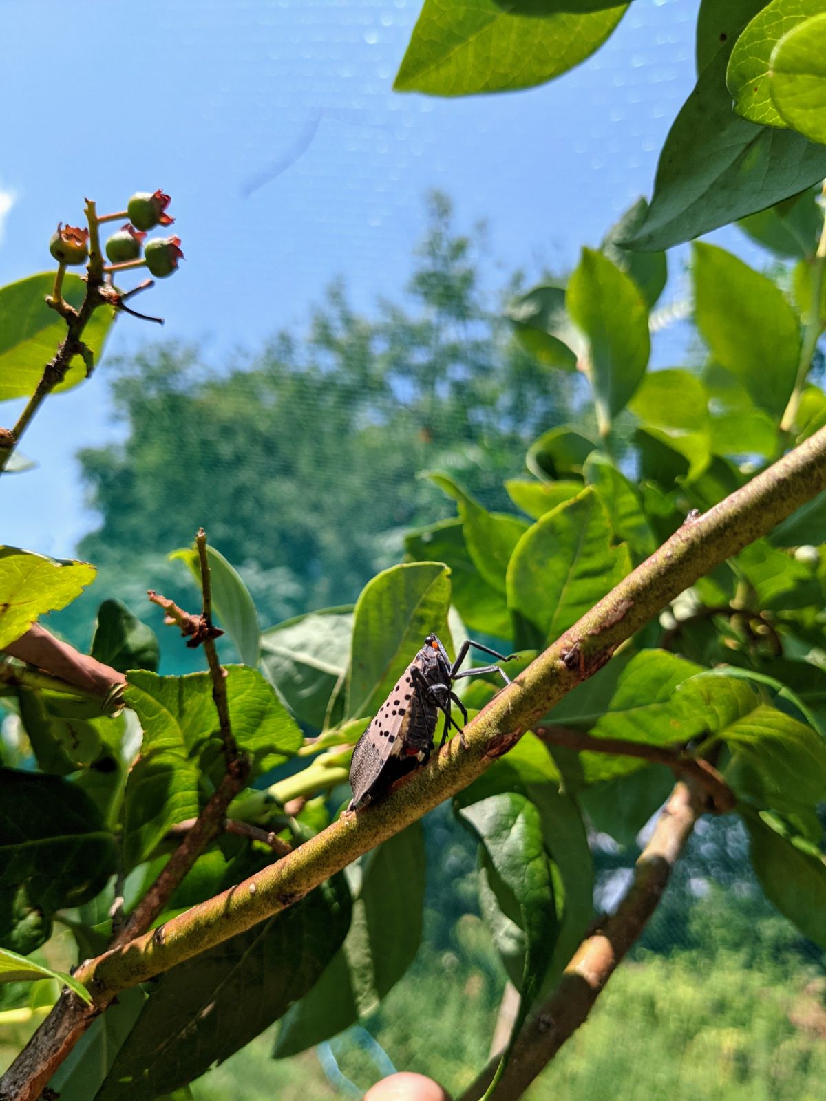 Spotted Lanternfly on Blueberry Bush