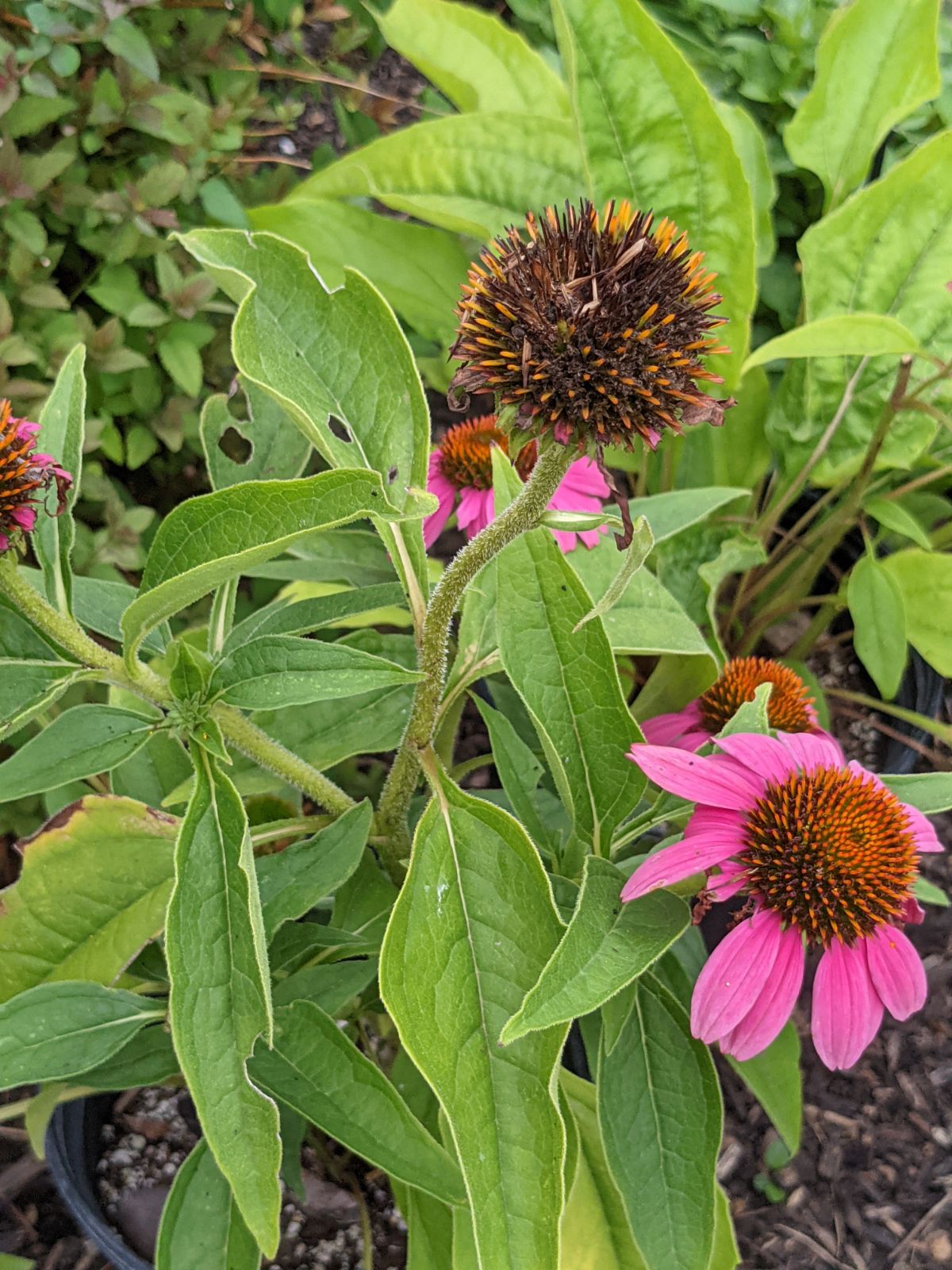 New growth on a pretty pink coneflower 