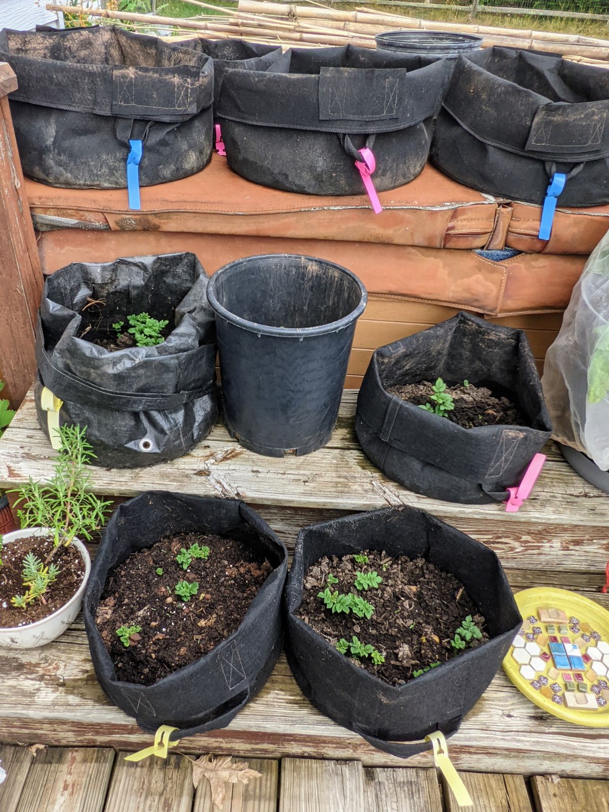 Potato container garden with tiered layout on a wooden deck