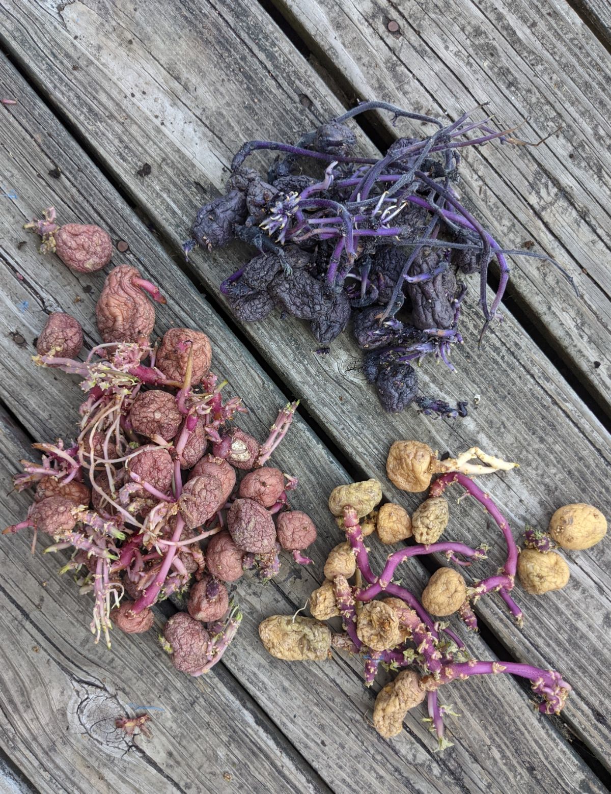 Red, white, and purple potatoes all sprouted and piled up on a wooden deck outside