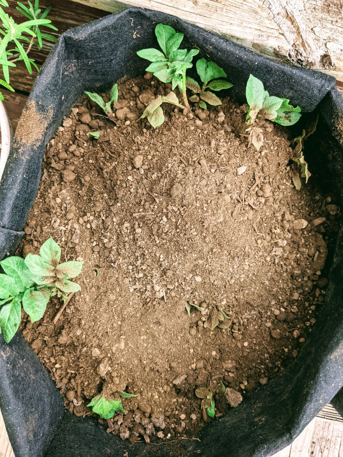 Cover up potato plants that emerged from the soil in the container garden grow bags