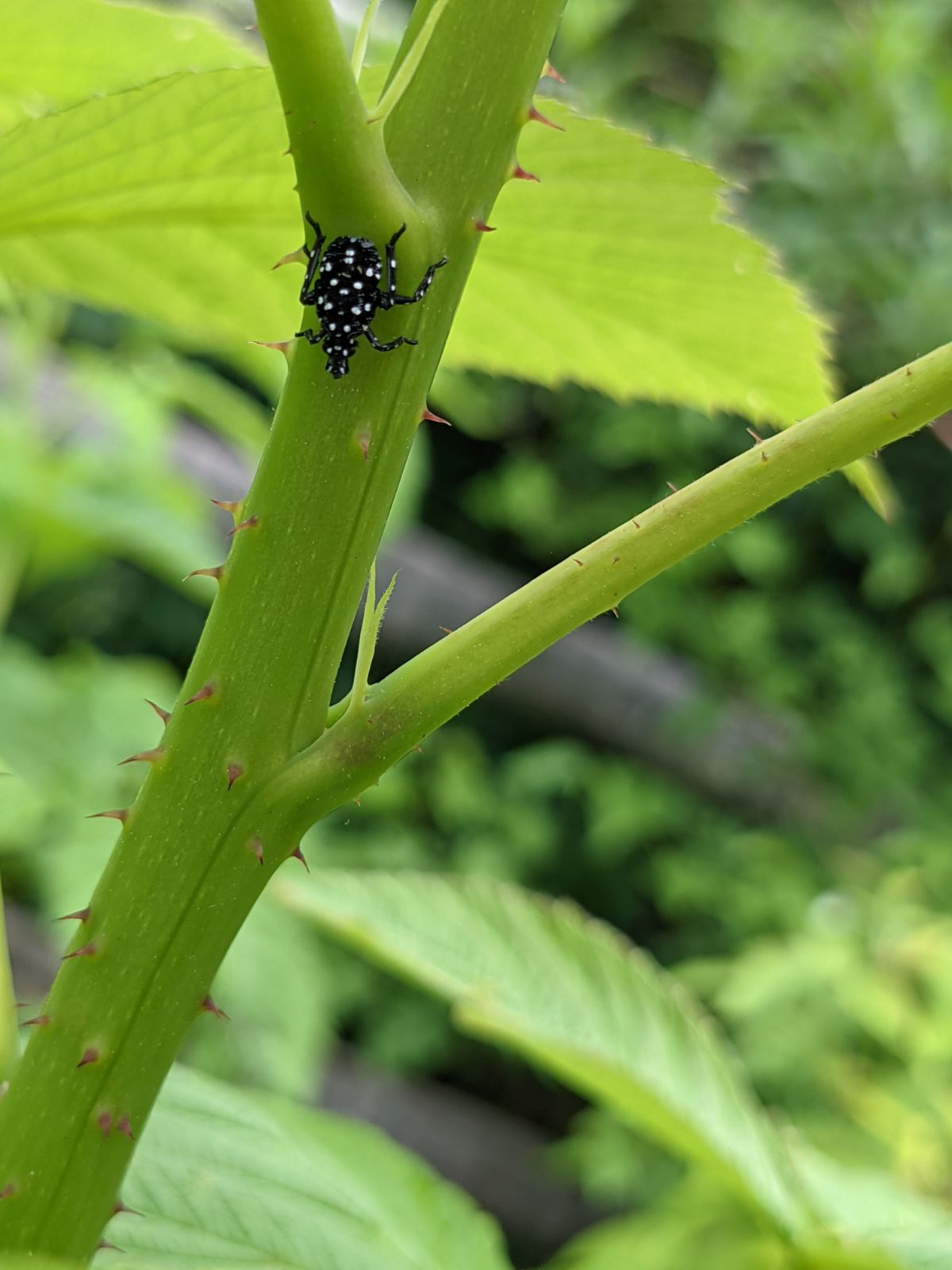 Black and white polka dot spotted lanternfly nymph on raspberry bush