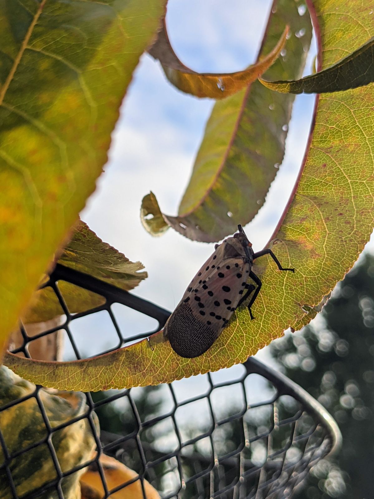 Spotted lanternfly on a peach tree leaf in Pennsylvania