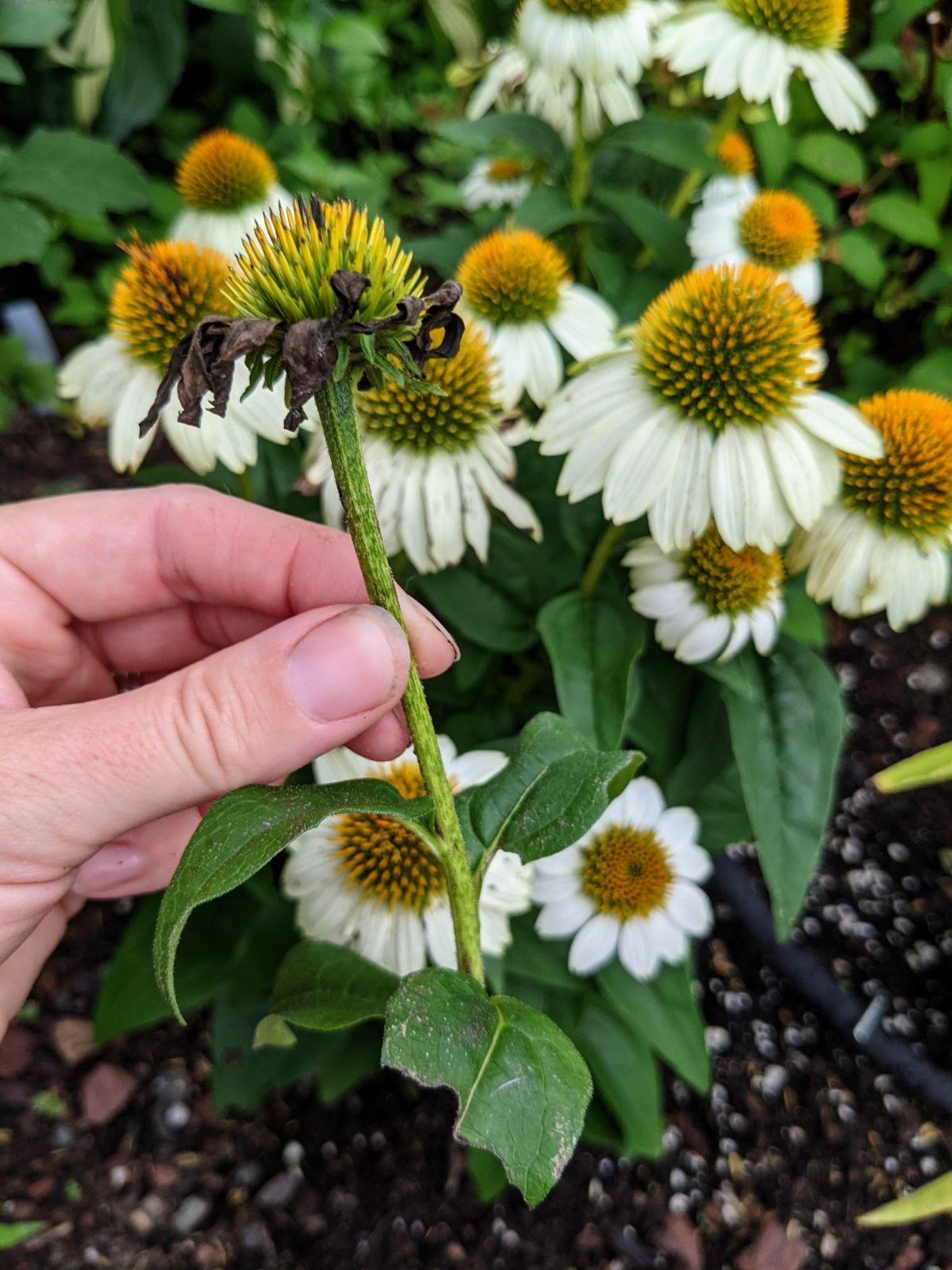 Removing a white coneflower deadhead from the echinacea plant