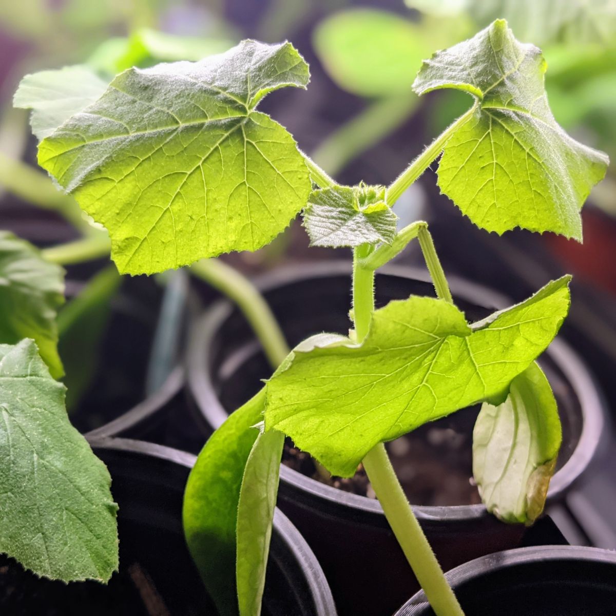 Image of wilting cucurbit seedling with broken branch / foliage