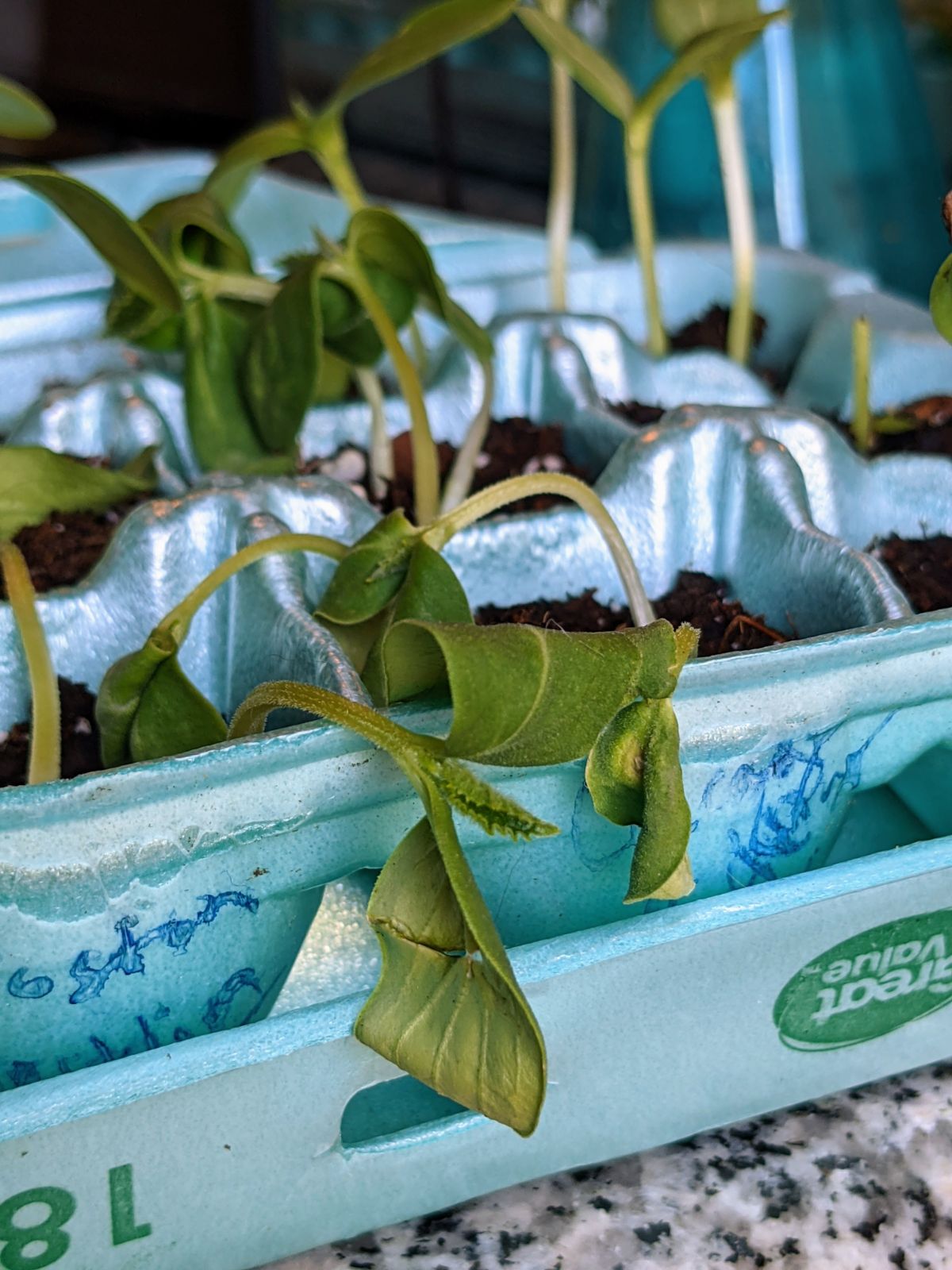 Wilting seedlings in egg cartons