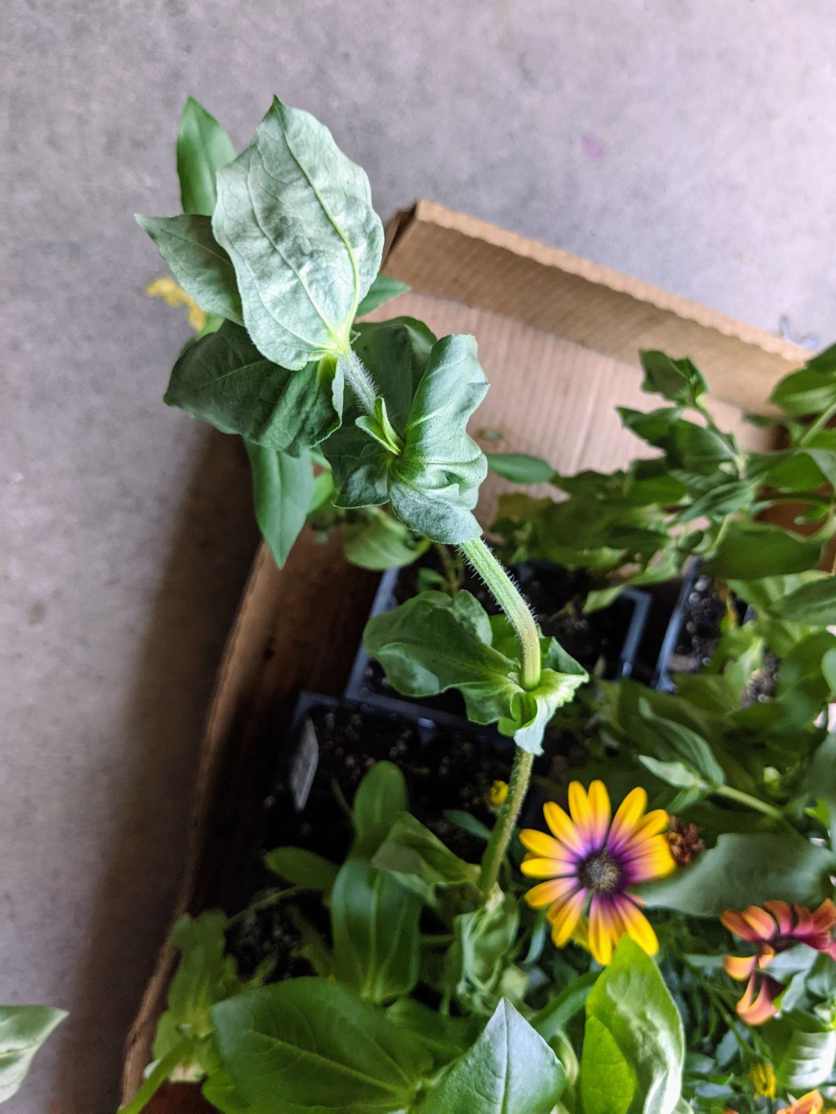 Wilting zinnia plant in a cardboard box with other flowers 