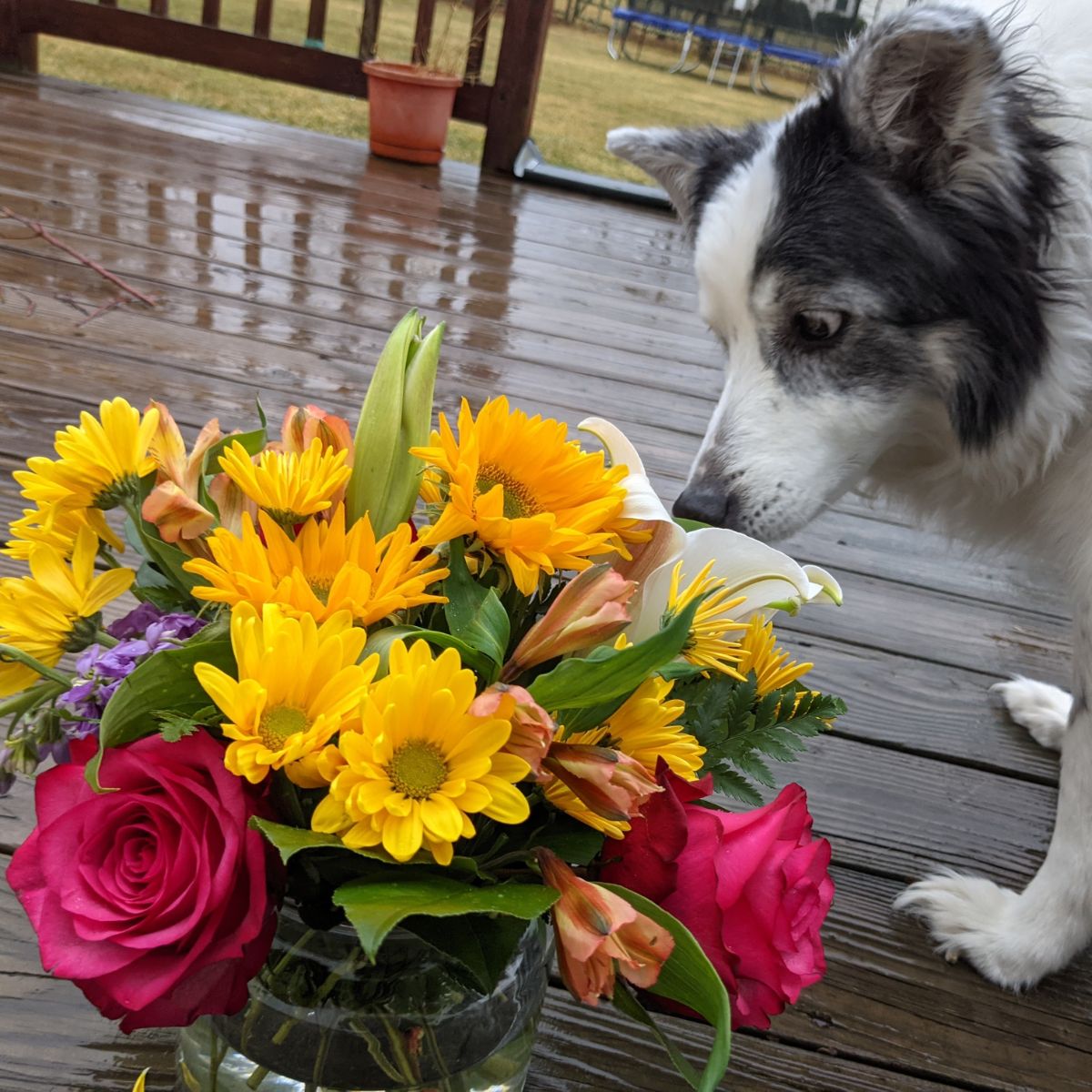 Border collie sniffing bouquet of flowers on a wooden deck in the rain