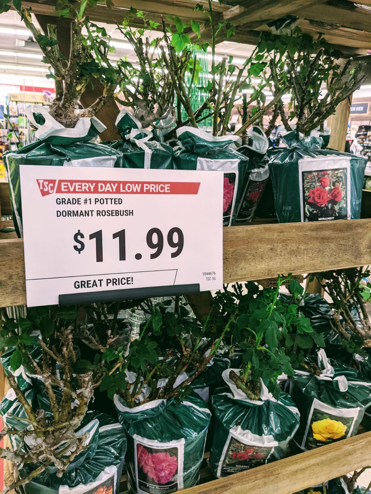 Dormant rose bushes for sale for $11.99 each at Tractor Supply