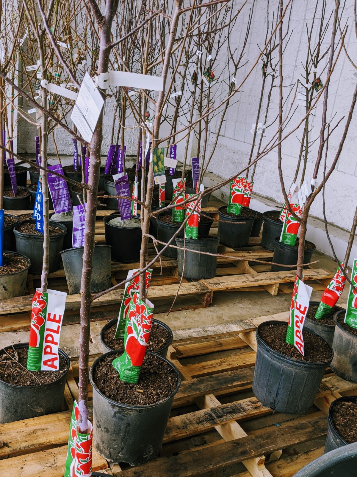 Fruit trees for sale outdoors at Tractor Supply in Pottstown