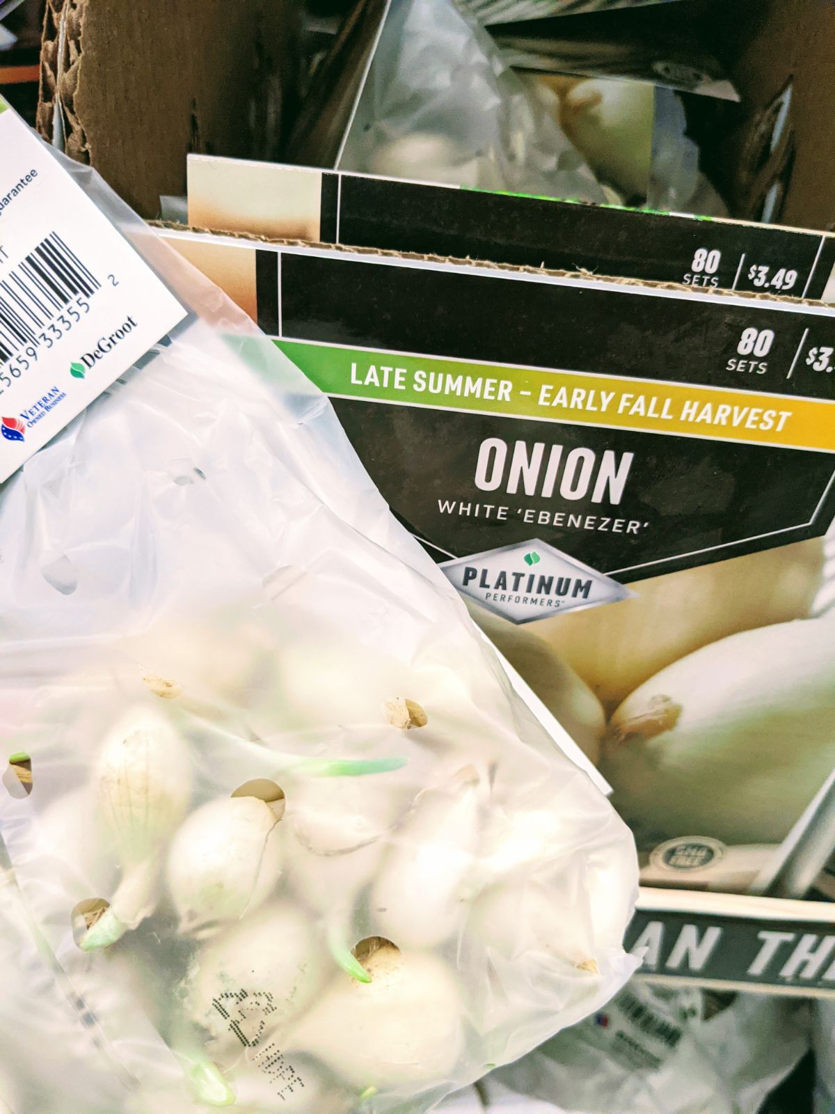 Healthy onion sets with green growth at Tractor Supply