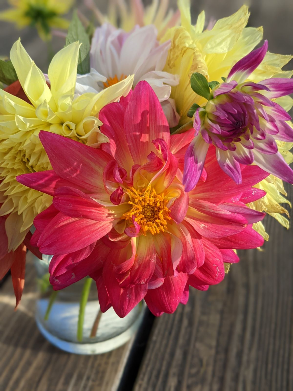 Homegrown arrangement of dahlia flowers and dinnerplate dahlias