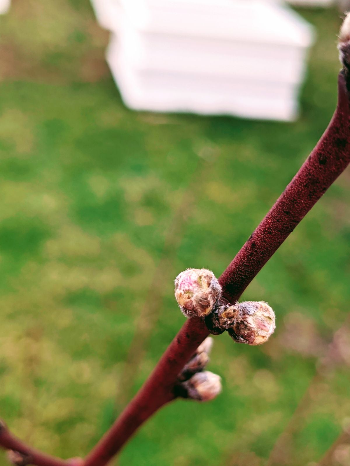 Our Red Haven peach tree buds getting ready to bloom