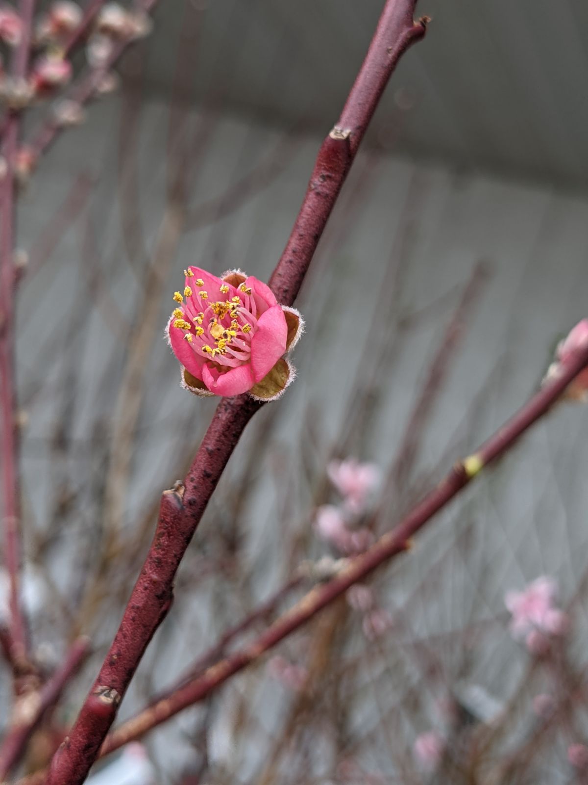 Gorgeous pink peach blossom on a fruit tree blooming in March 2023