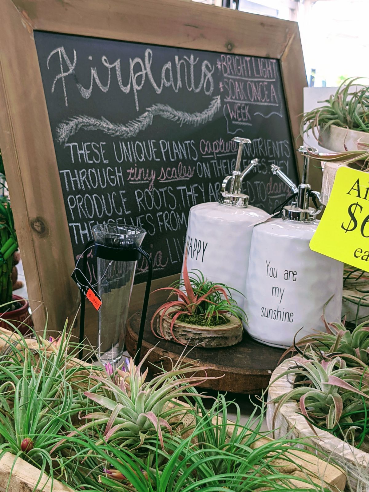 Air plants for sale next to chalkboard with tips on how to care for air plants (Photographed at Wendy's Flowers in Gilbertsville, PA)