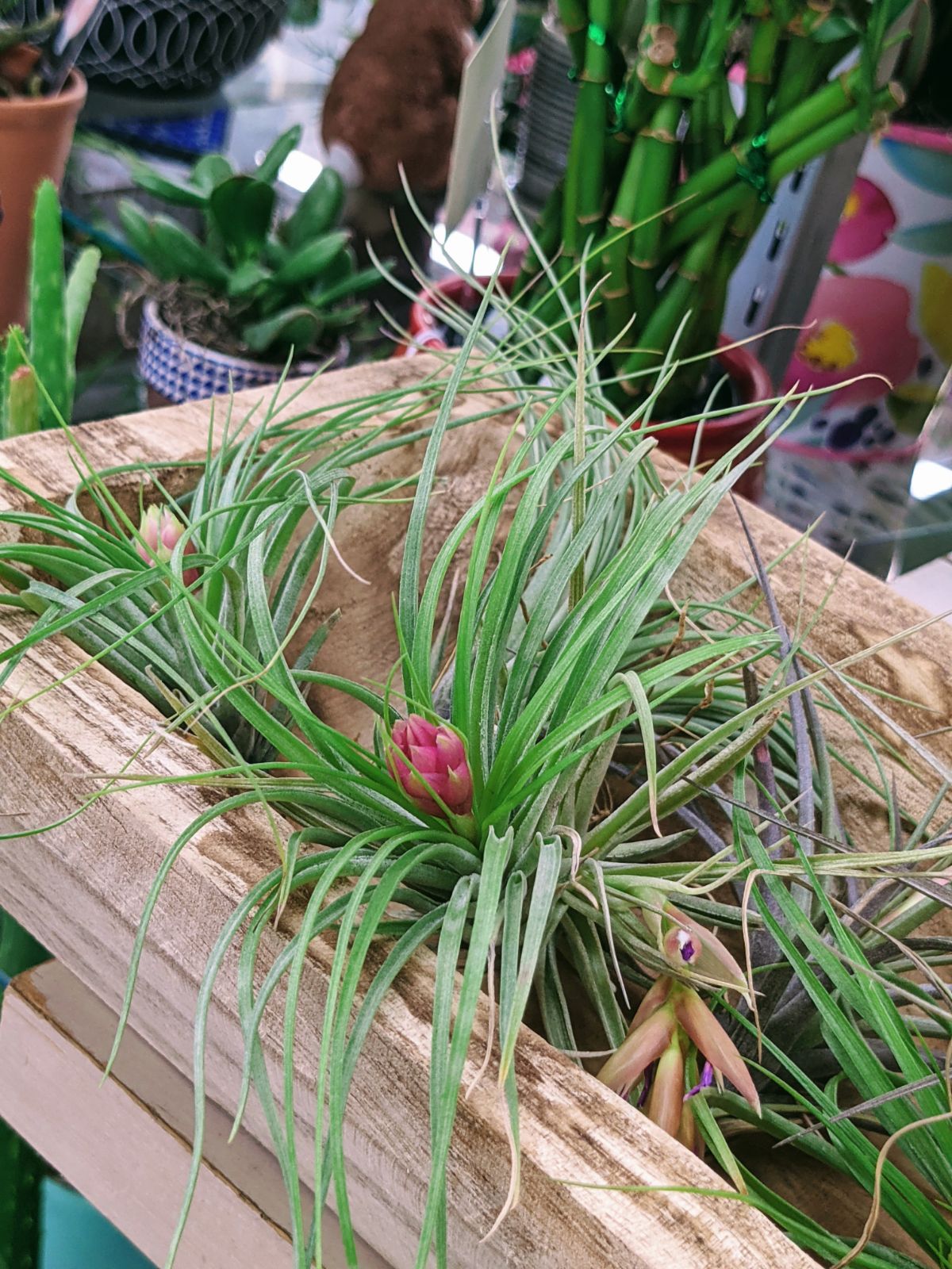 Blooming air plant in a wooden basket at Wendy's Flowers in Gilbertsville, PA