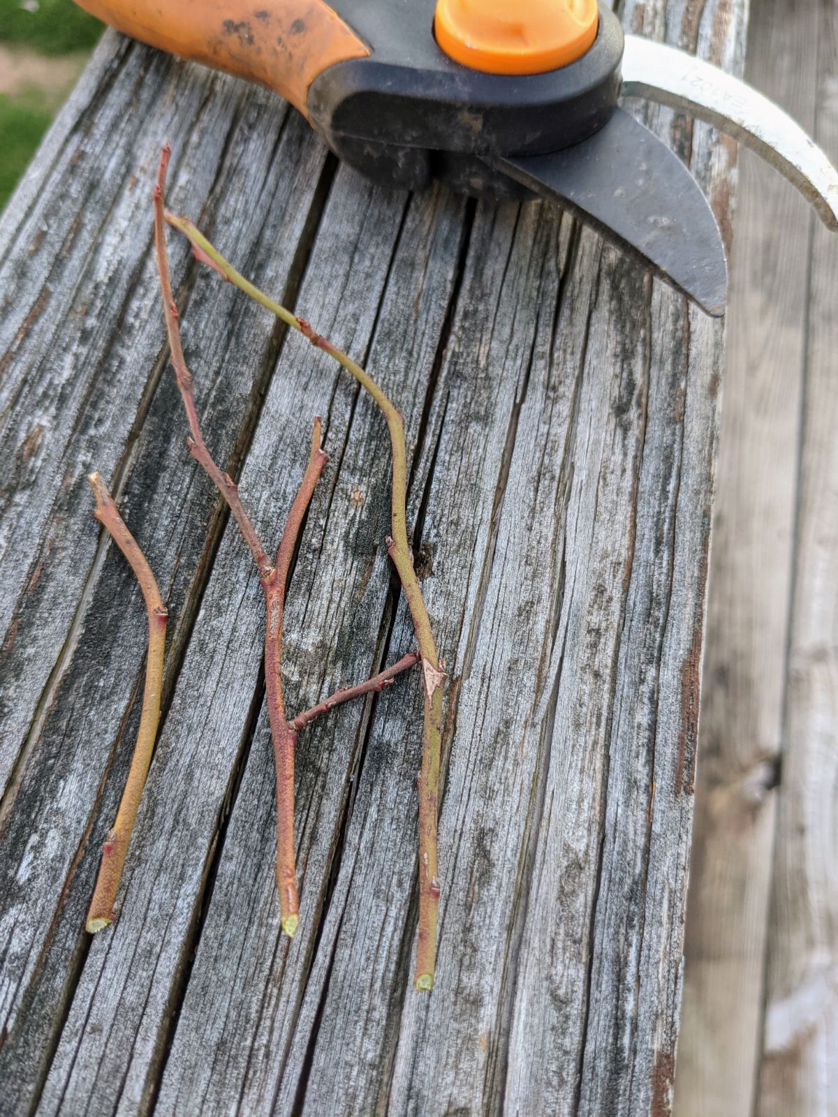 Three blueberry bush cuttings on wooden deck near pruners