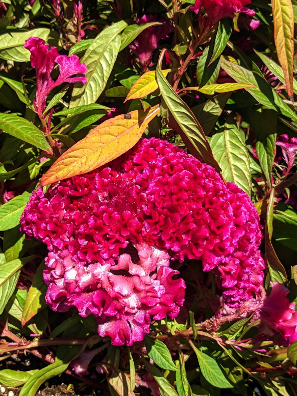 Celosia Cockscomb Magenta flower looks like a brain!