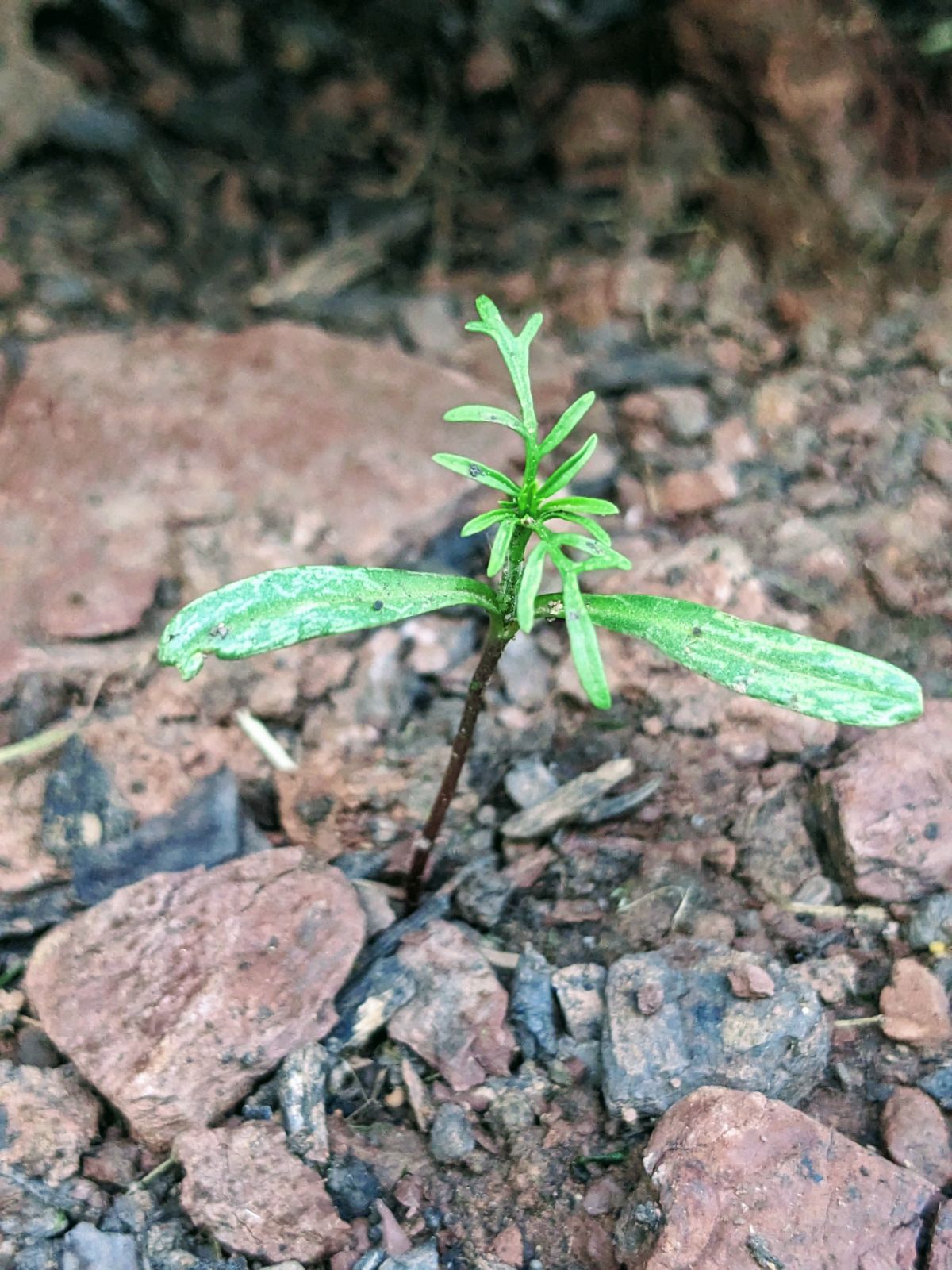 Cosmos seedling growing in rocky clay soil