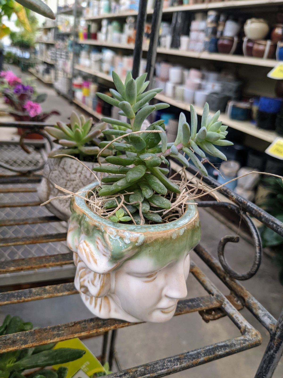 Head planter with succulents, photographed at Wendy's Flowers in Gilbertsville