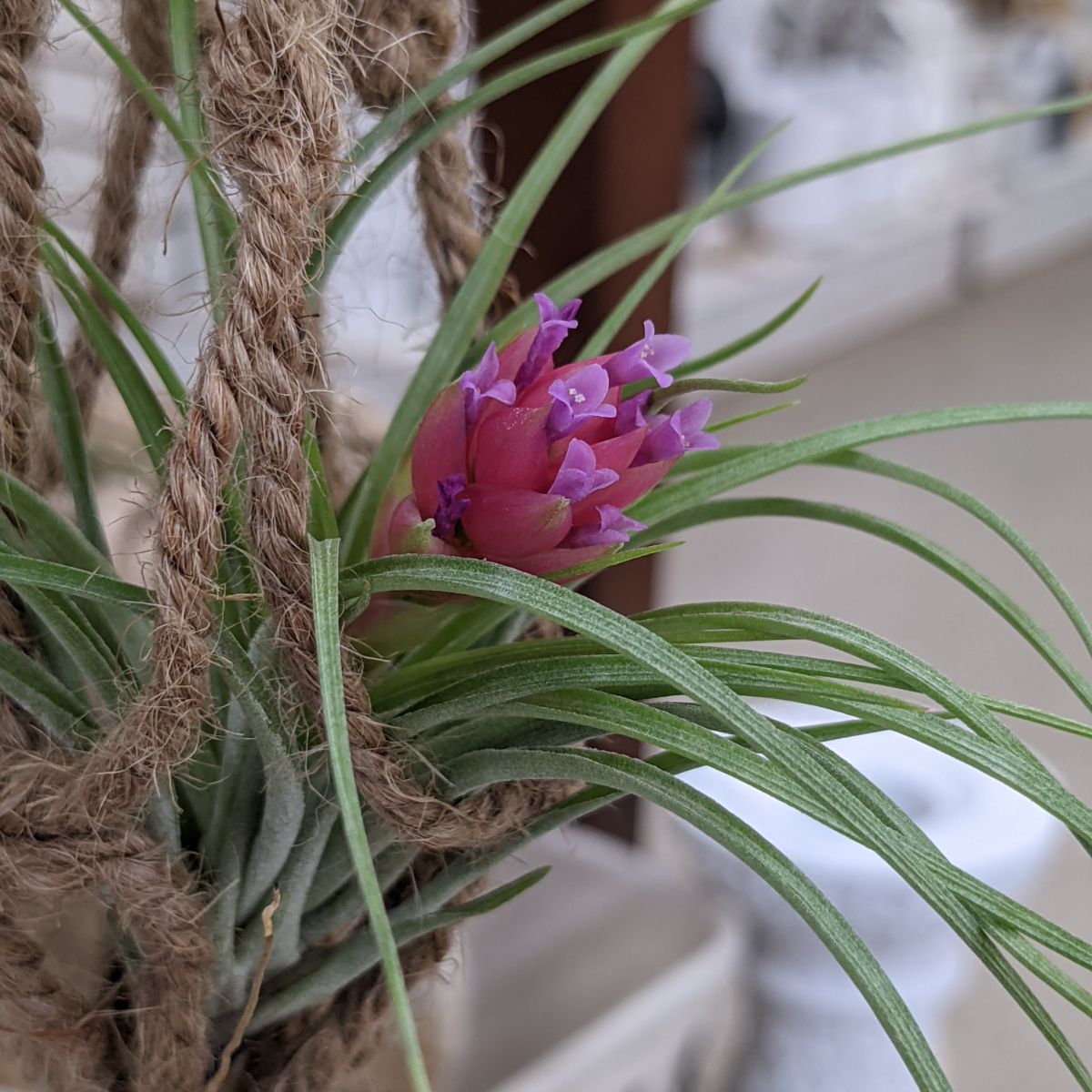 Blooming air plant with fuchsia flower in a Bohemian jute twine plant hammock