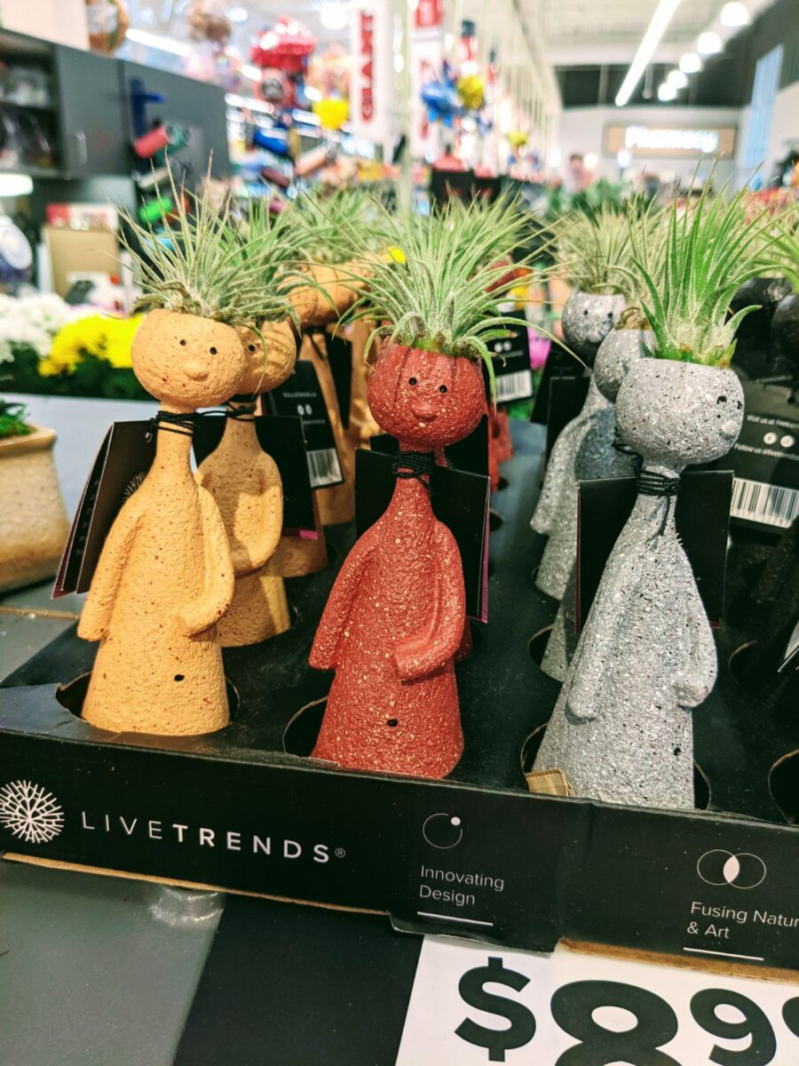 Small person head planters with air plants inside