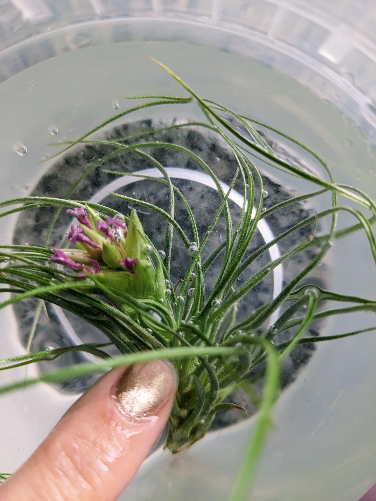 Watering an air plant by submerging in a small bowl of clean water