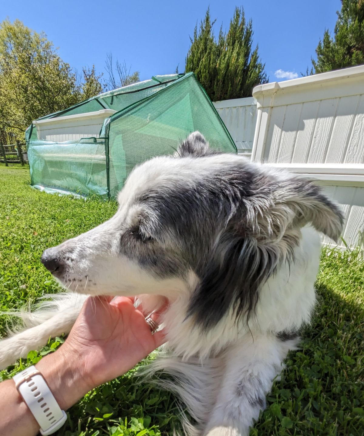 Garden dog chilling out near a raised bed with a greenhouse cover