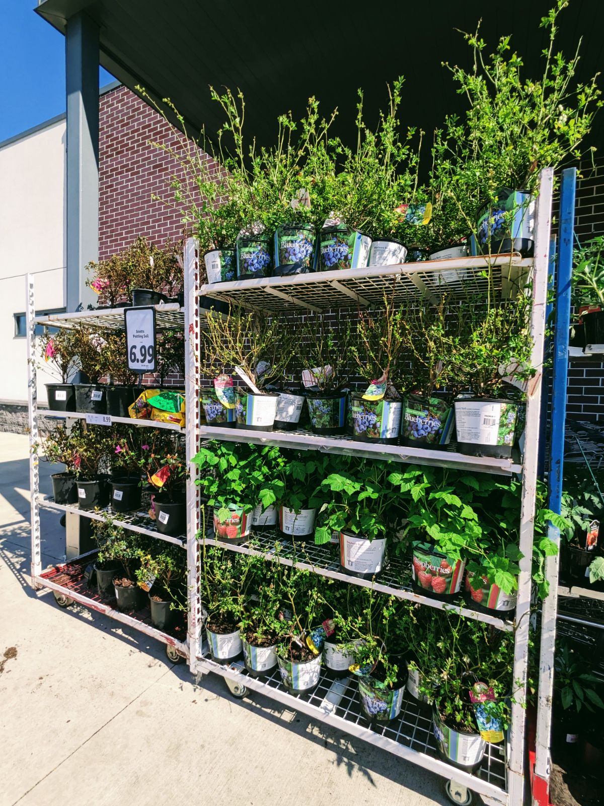 Blueberry plants for sale at Lidl in early April for just $10!