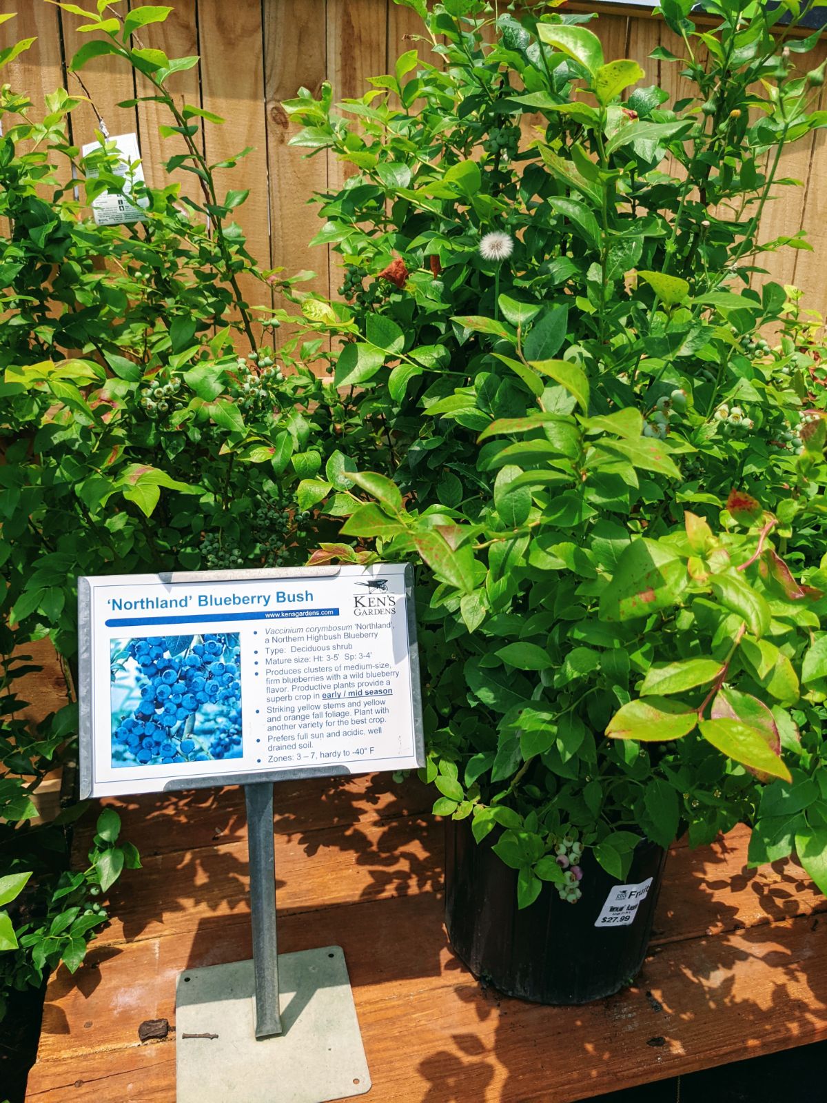 Large Northland Blueberry bushes for sale at Ken's Gardens in Lancaster, PA
