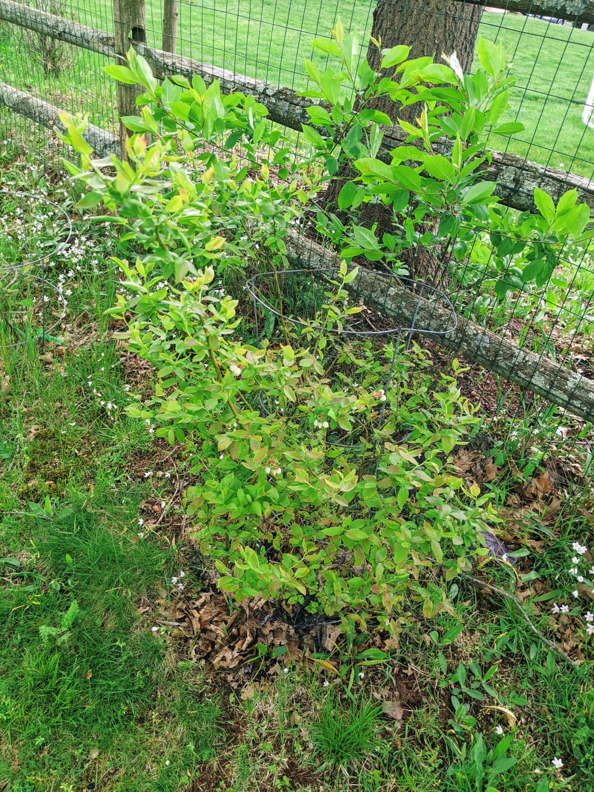 Our blueberry bushes growing in shade - I am considering transplanting some of these blueberry plants to a sunnier spot!