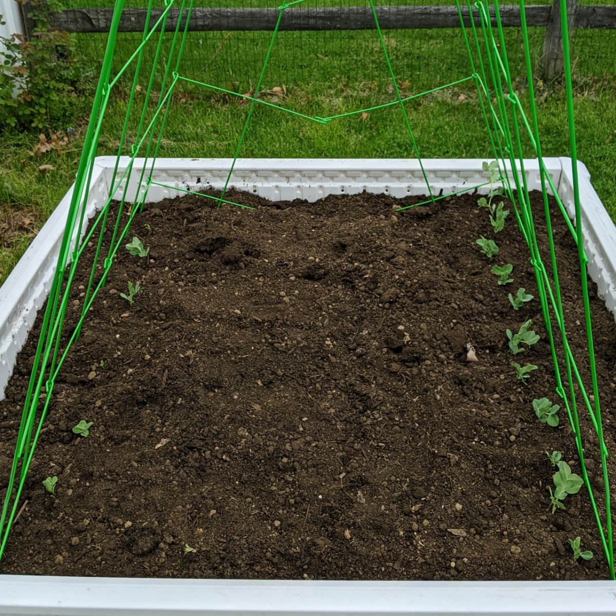 Panacea Tomato Tower Review photo of green trellis with snow peas in a white raised garden bed filled with soil