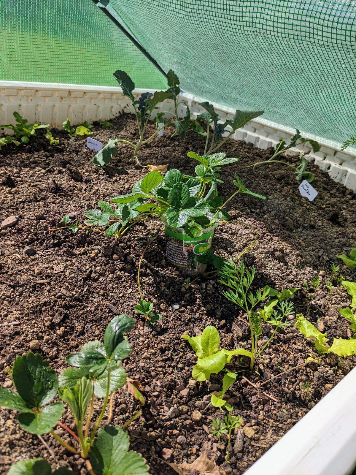 Plants in raised bed under the Aldi greenhouse drop-over cover