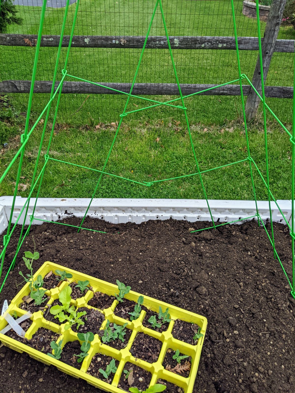 Snow peas ready to plant in a raised bed with a green trellis