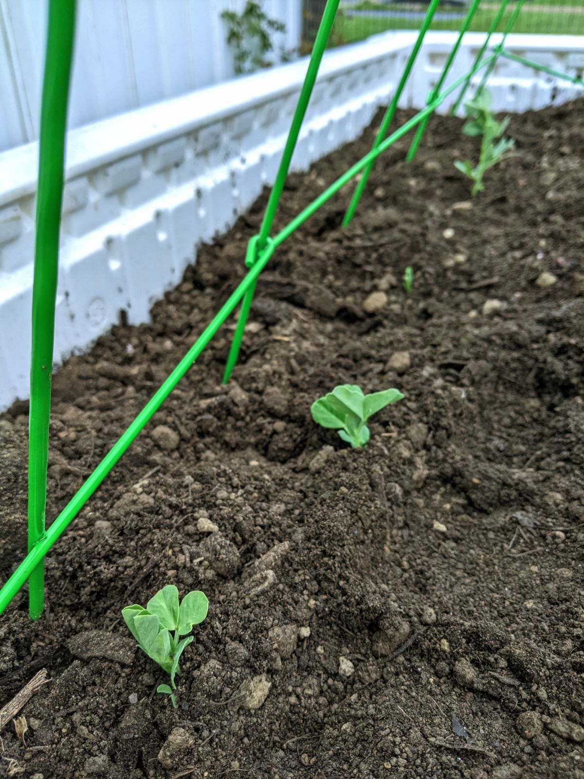 Snow peas growing next to a green panel trellis by Panacea