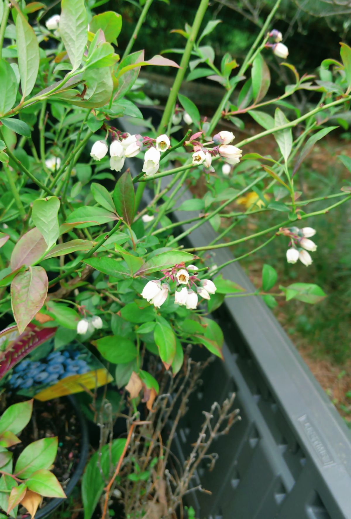 Flowering blueberry bush ready for transplanting