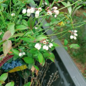 Transplanting Blueberries | The Ultimate Blueberry Transplant Guide