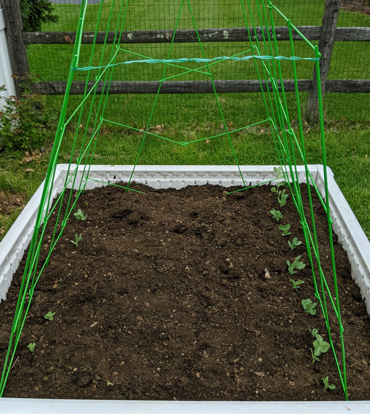 Panacea Tomato Tower Trellis from Tractor Supply