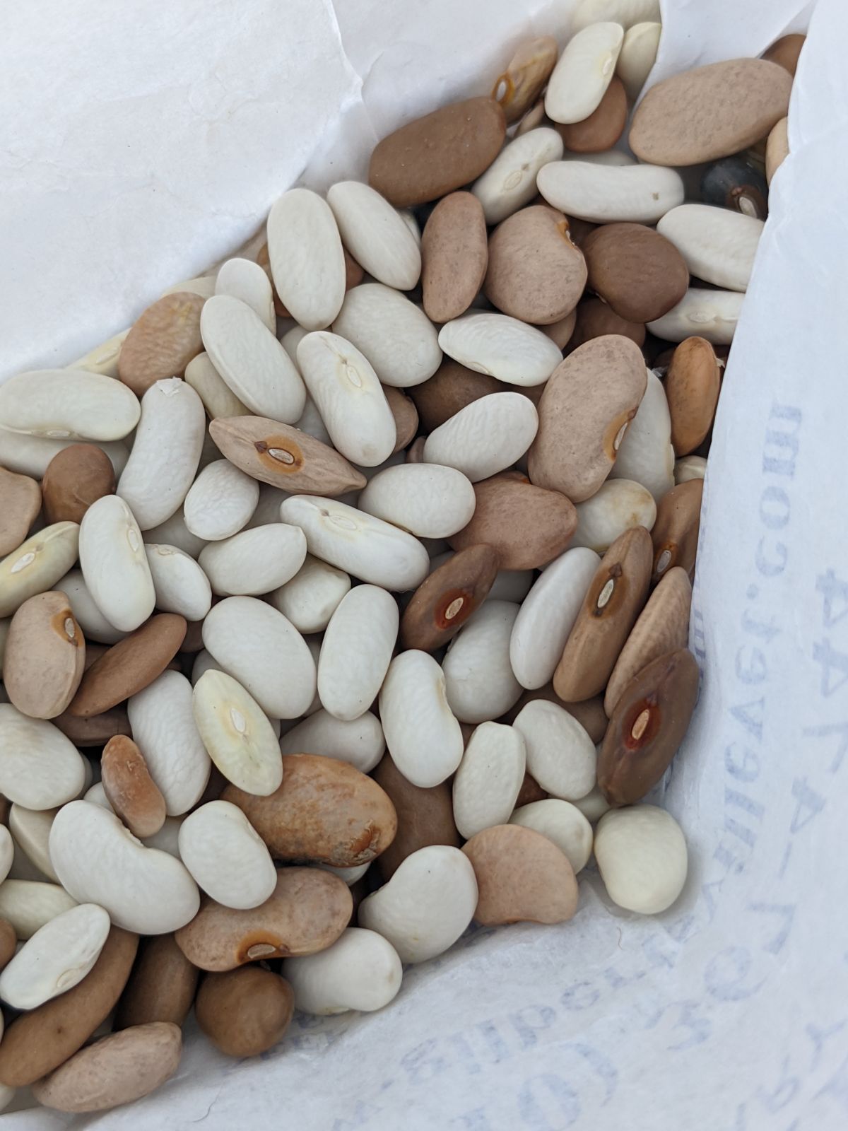 Many green bean seeds inside a white paper prescription bag