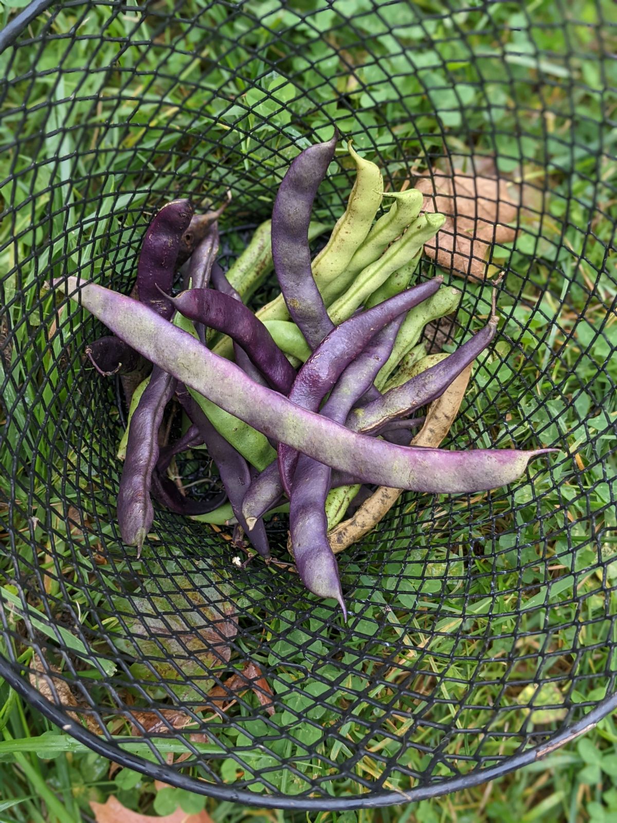 Wire basket full of lots of large, overripe pole beans with seeds inside