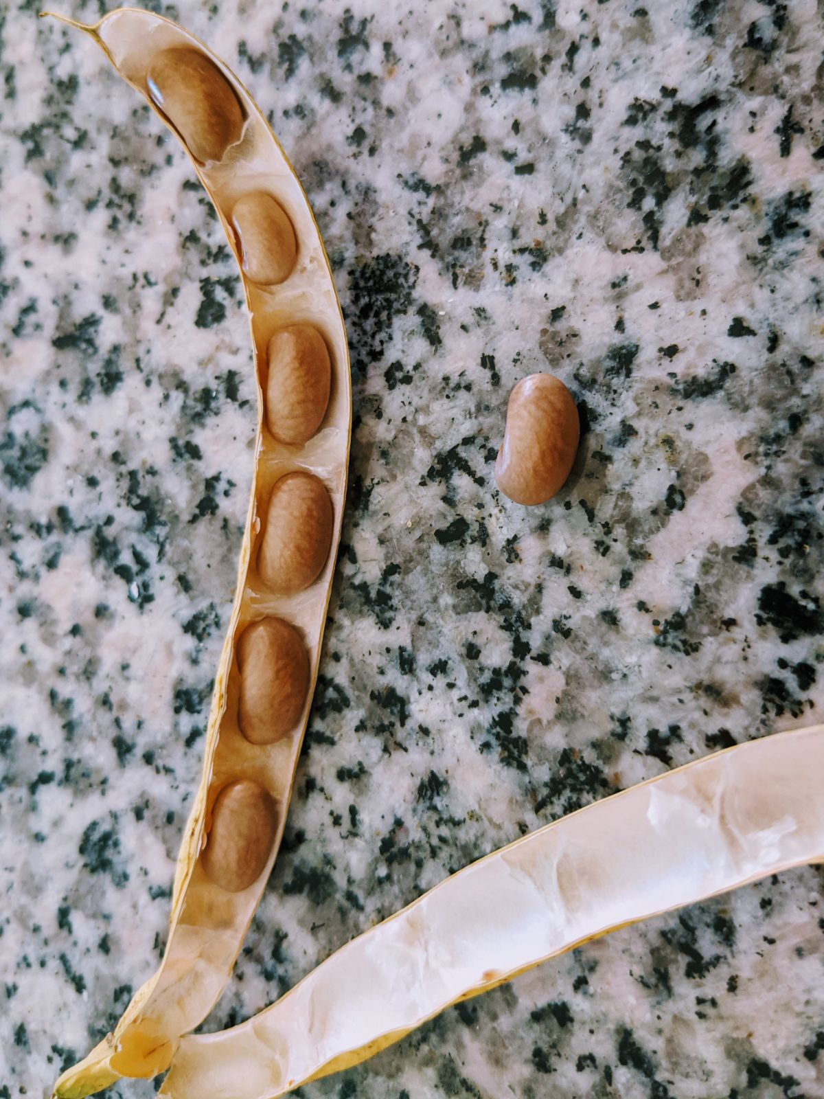 Inside of a pole bean seed pod with green bean seeds showing